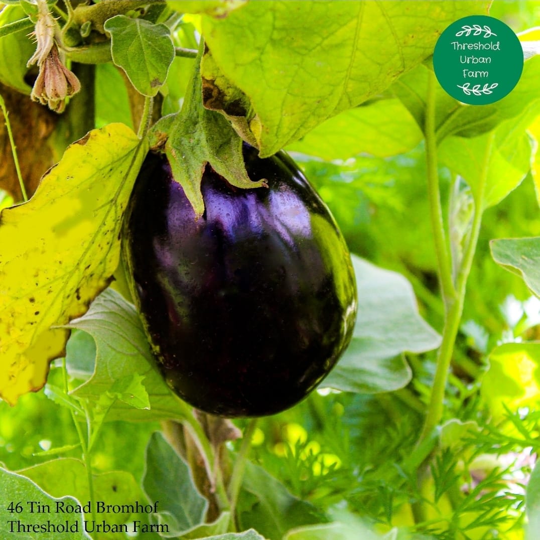 Threshold Urban Farm | Johannesburg