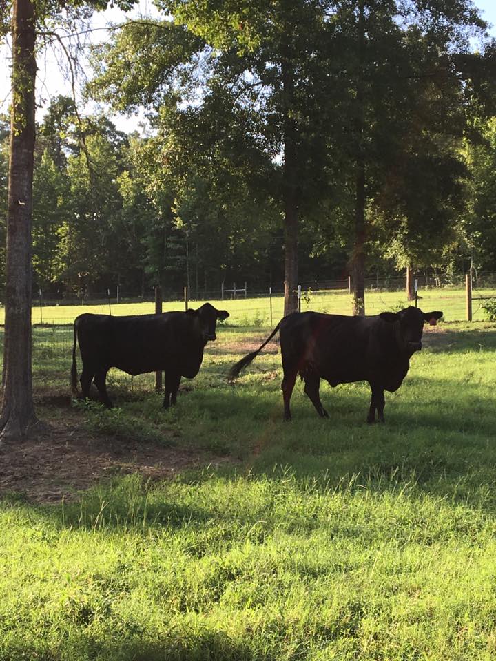 RAMP Ranch custom fed beef | Avinger TX