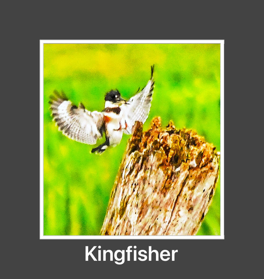 kingfisher0519写真確認用 ?media_id=27960889420210071