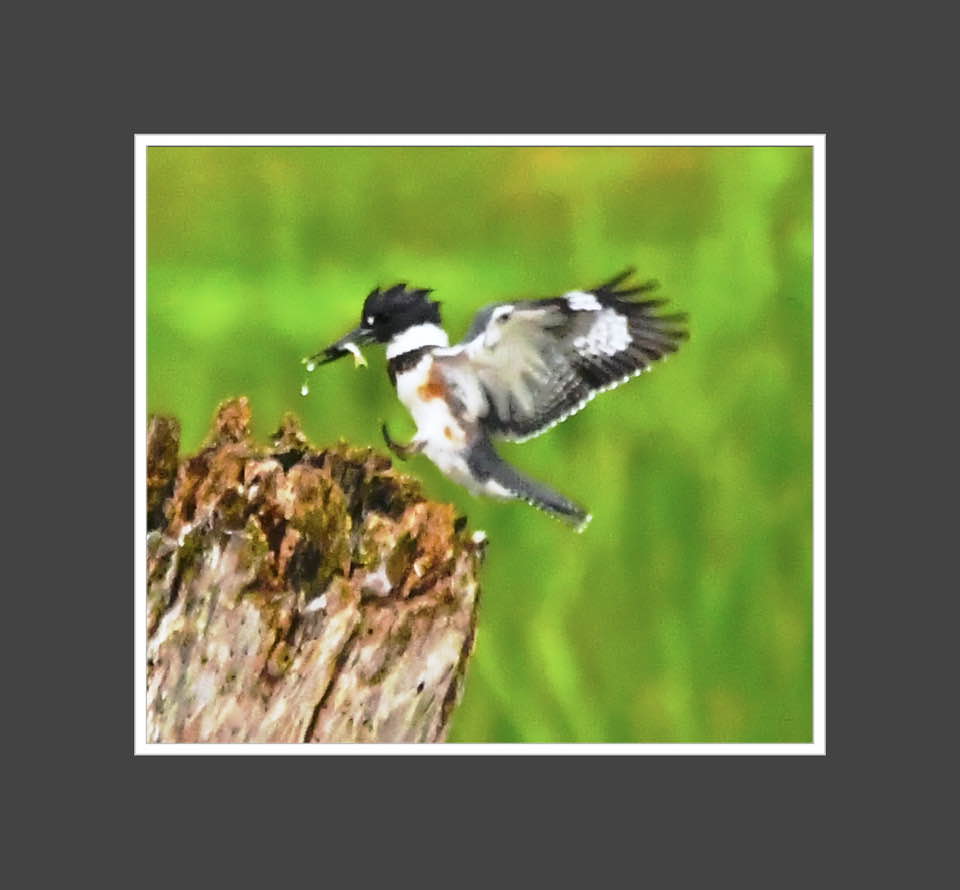 Kingfisher