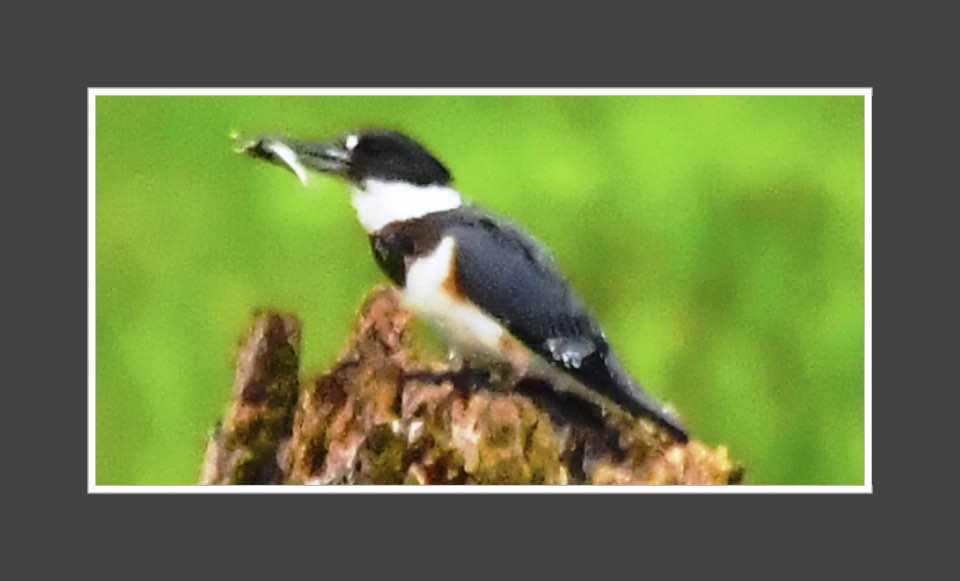 Kingfisher