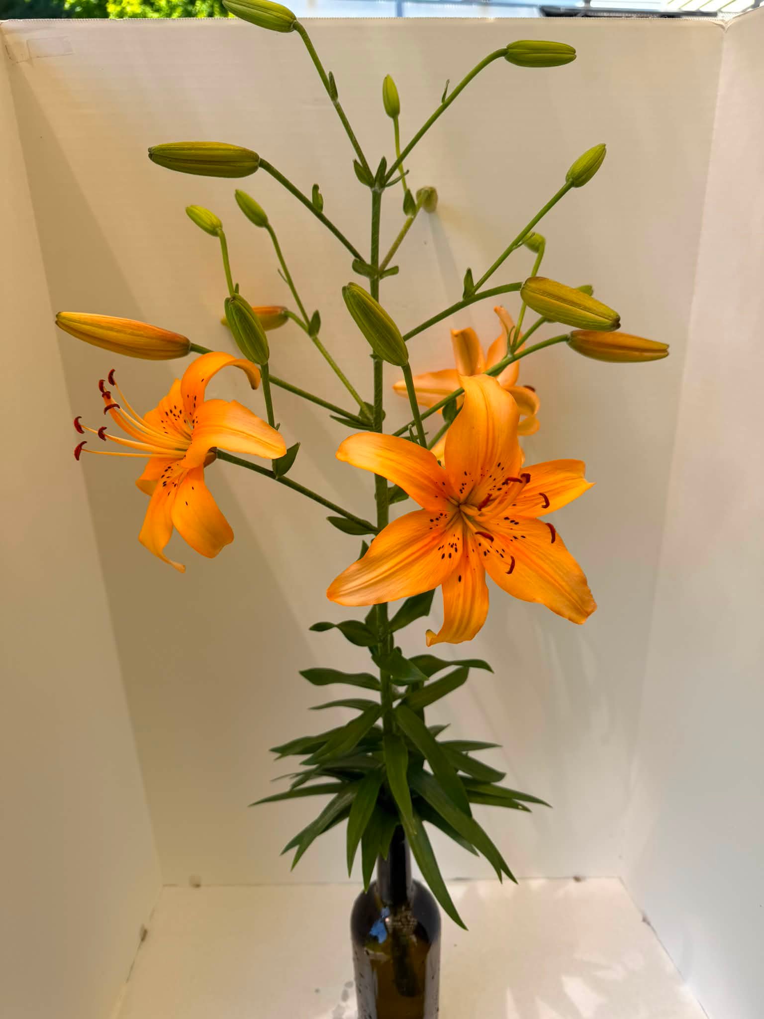 Can't remember the name of this lovely lily.🧡🤍 #lily #flowers