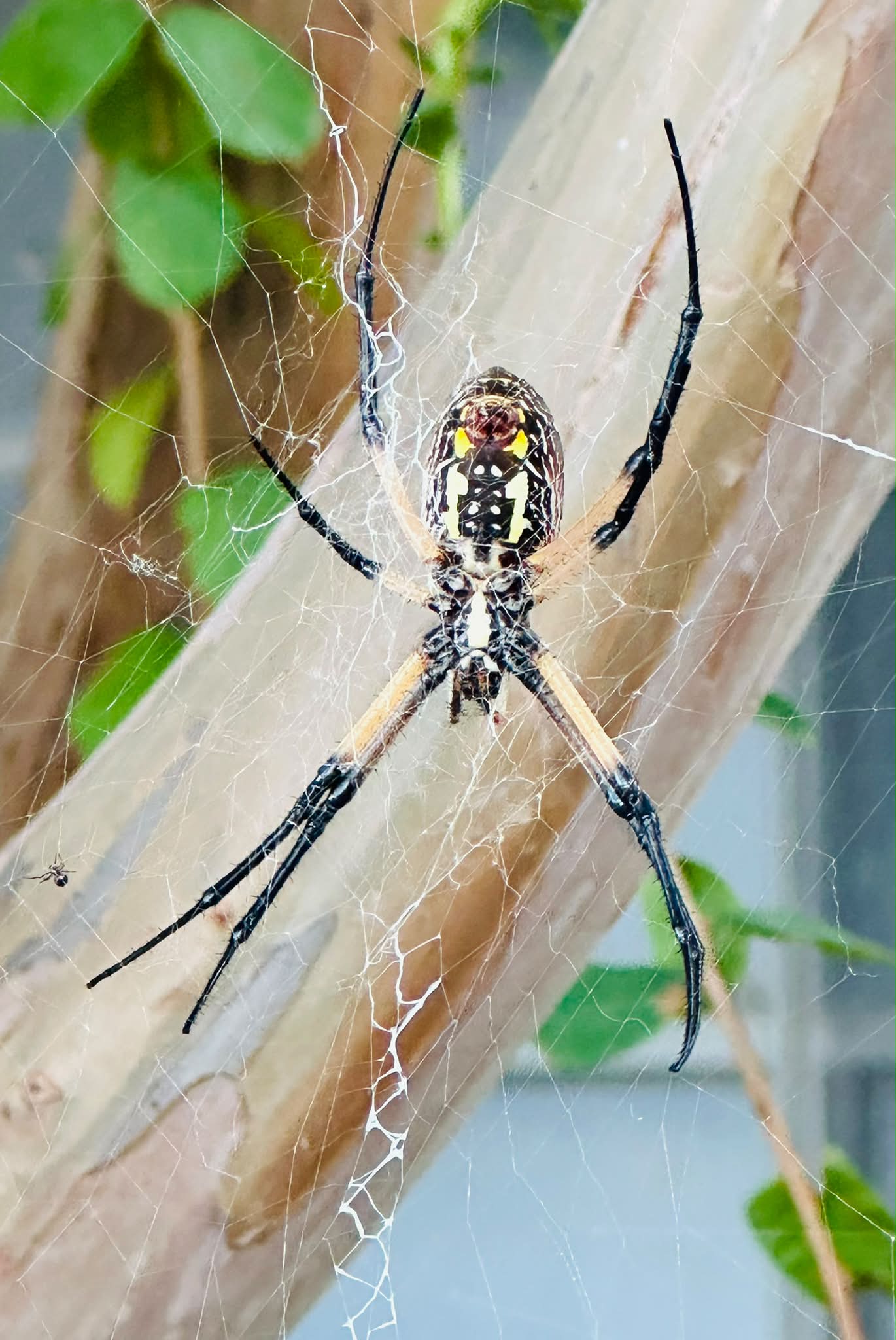Nice big spider working hard!