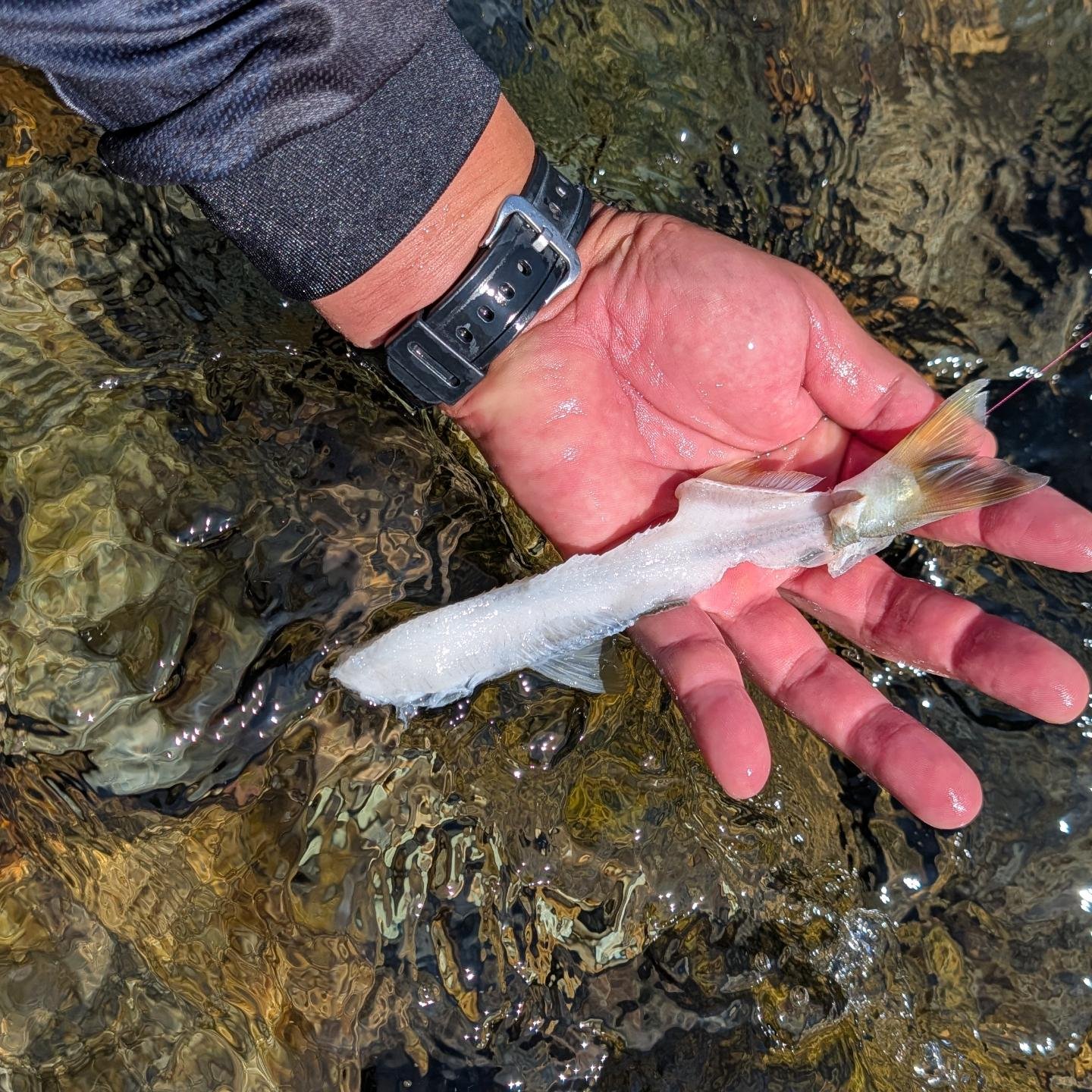 ※友釣り人生 数日前の出来事🎣 友釣り人生初めて鮎の三枚おろし後の骨を釣った #鮎