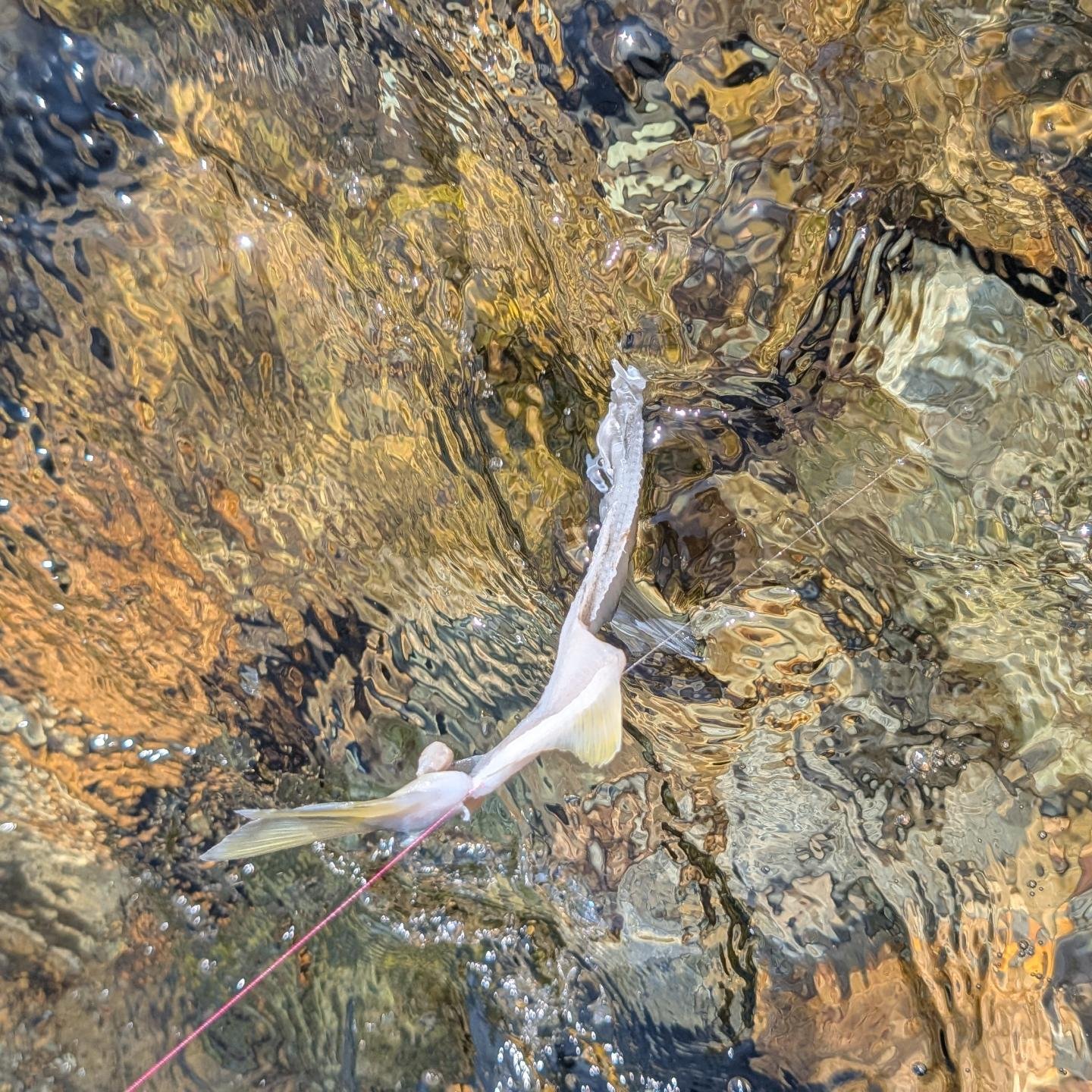 数日前の出来事🎣 友釣り人生初めて鮎の三枚おろし後の骨を釣った #鮎