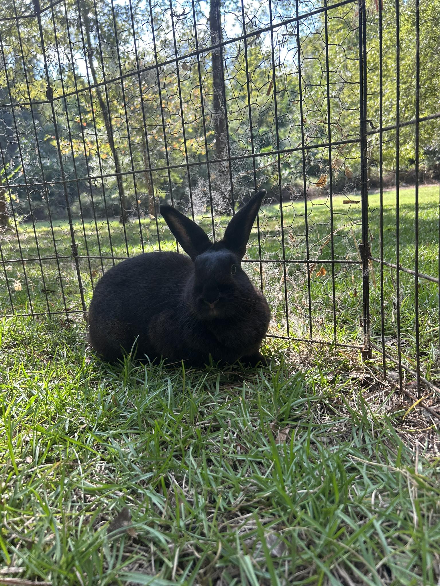 The Rugged Rabbit Ranch