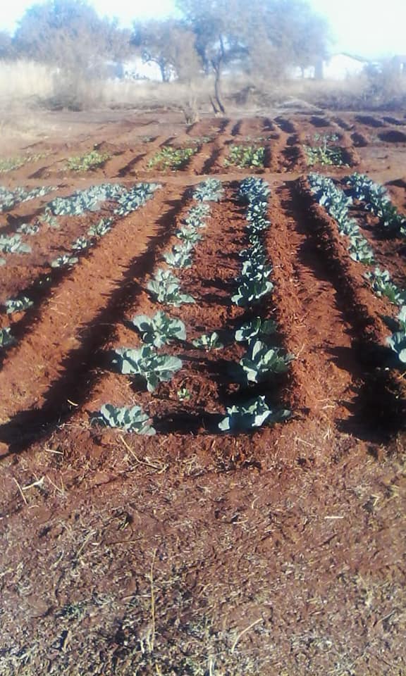 Rama Mix Farming & City Parks | Rosslyn