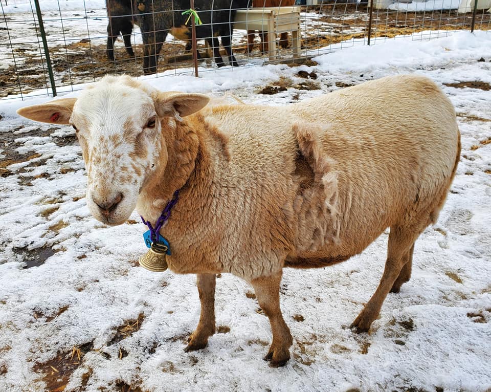 The sheep are preparing....for spring!... - Hilly Haven Farm | Facebook