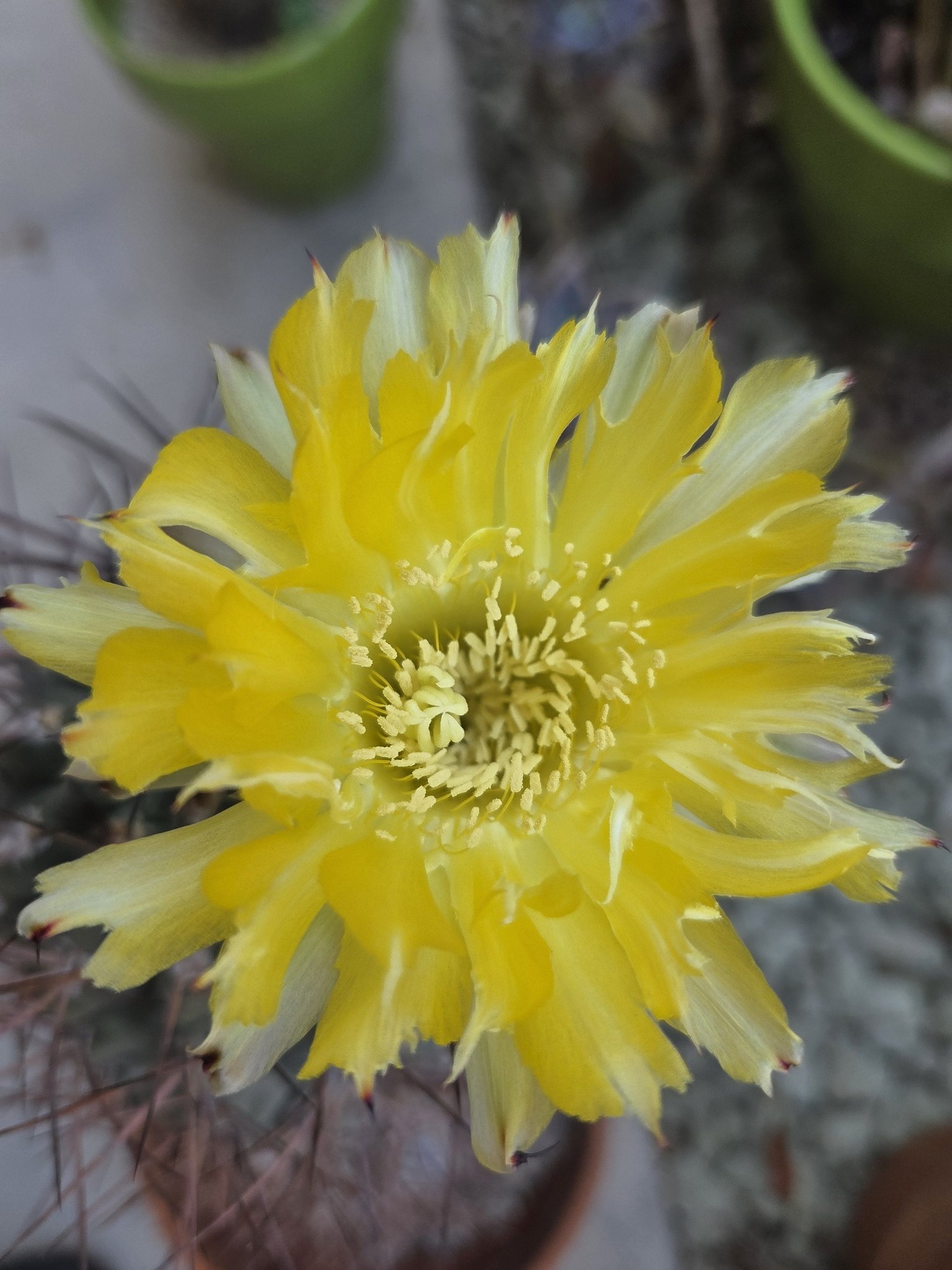 その他 COPIAPOA CINEREA FLOWER SEASON Copiapoa cinerea – Jan Emming