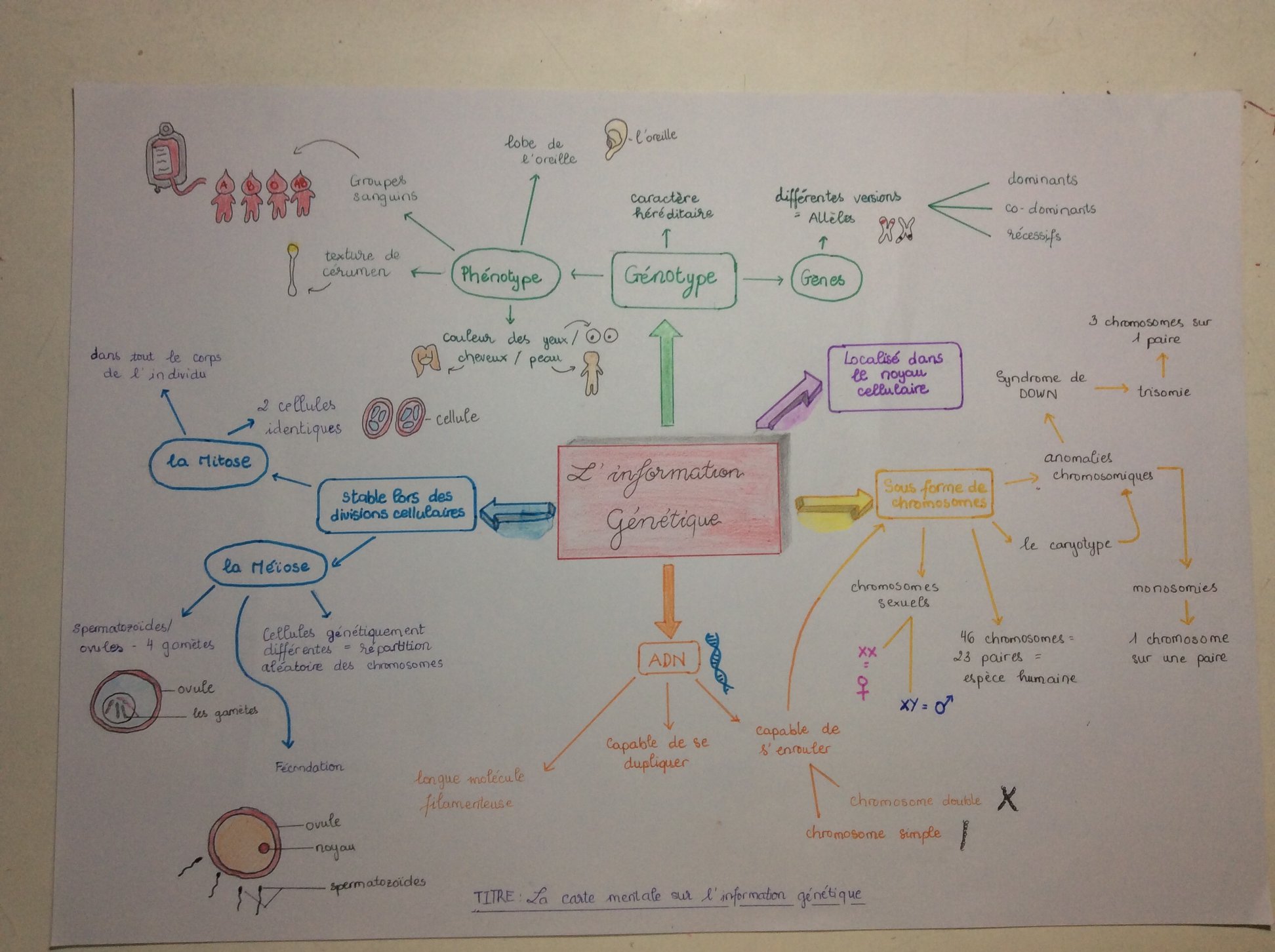 svt-illustration-d-une-carte-mentale-de-tout-le-cours-de-g-n-tique
