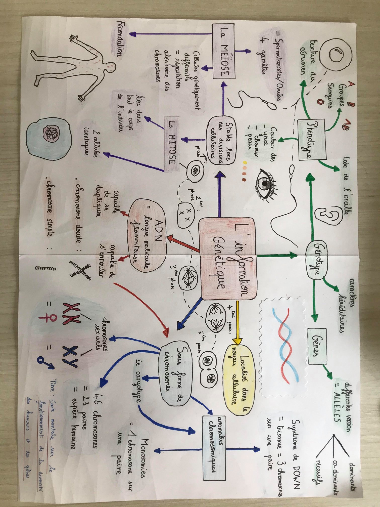 svt-illustration-d-une-carte-mentale-de-tout-le-cours-de-g-n-tique
