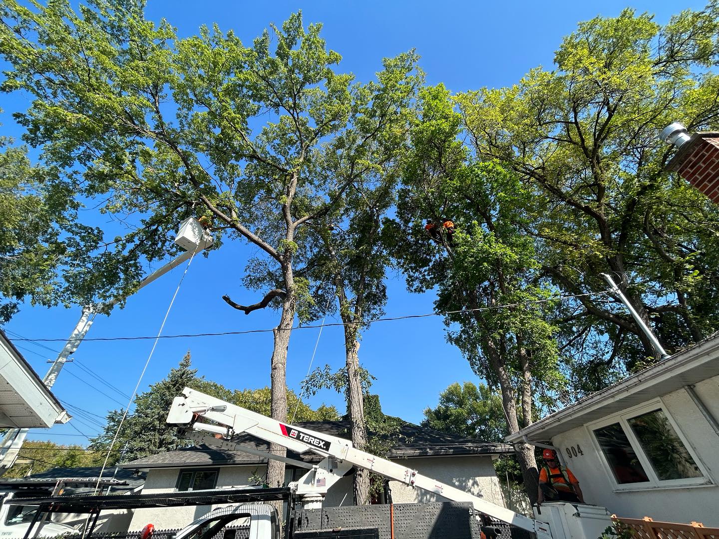The squad! #arborists #treelife... - TNT Tree Service Ltd.
