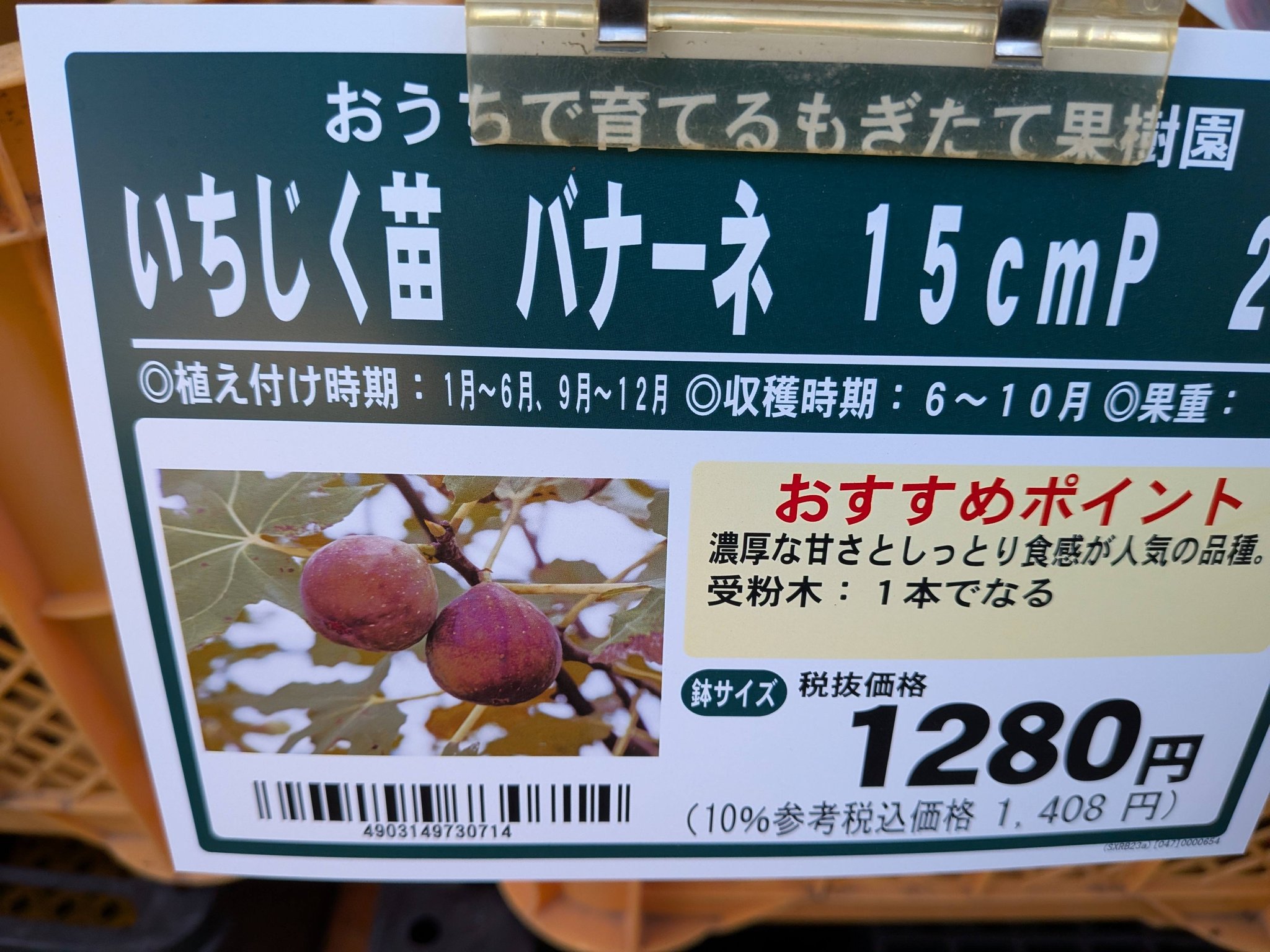 青皮って持ってる人います？ どんな感じですか？