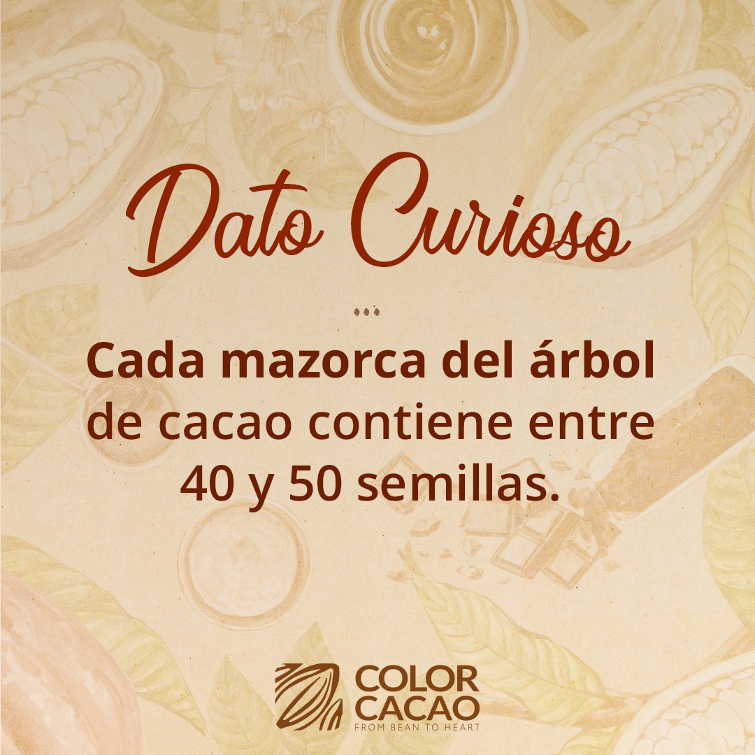 Color Cacao - 👉Dato curioso 2: Cada mazorca del árbol de... | Facebook