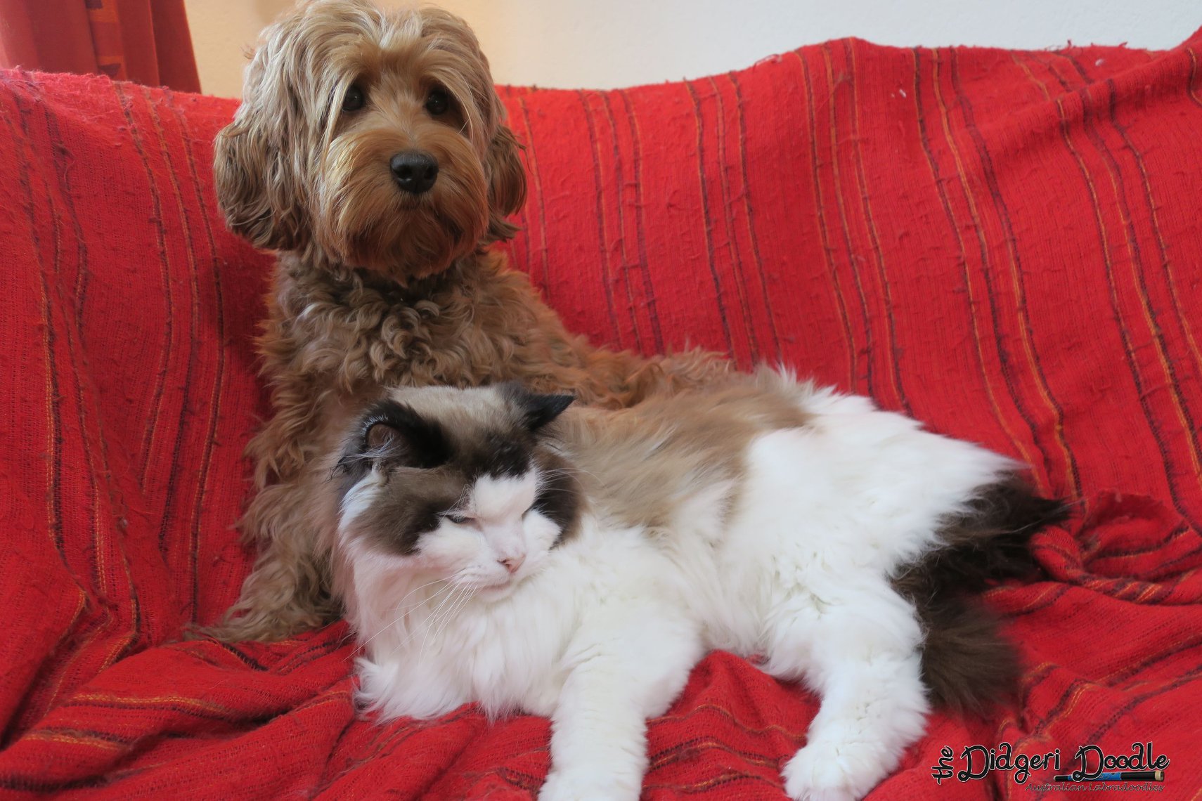 De kleintjes... - The Didgeri Doodle Australian Labradoodles