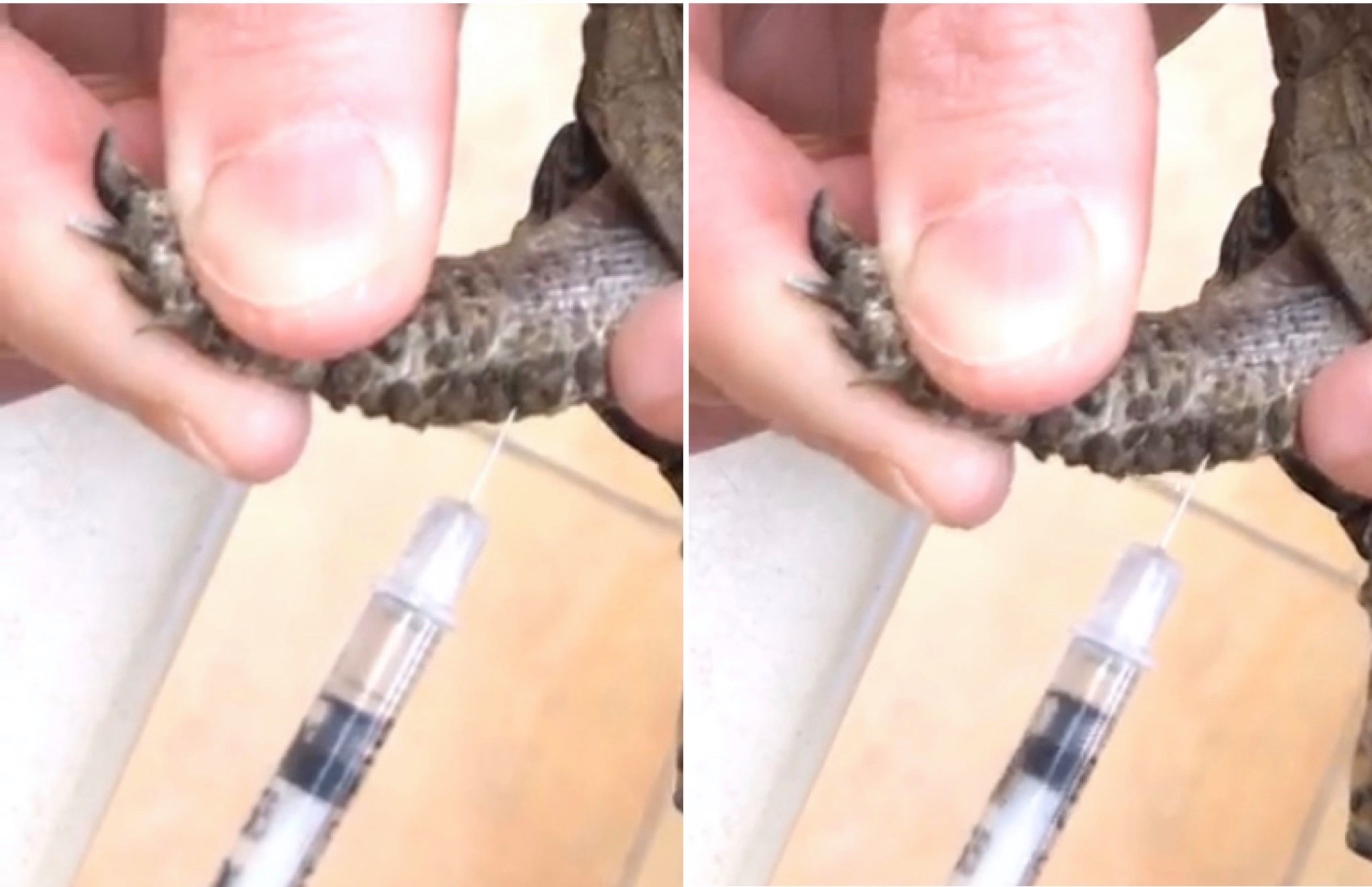 Campus - Injections for Lizards and Turtles - Depending on how ...