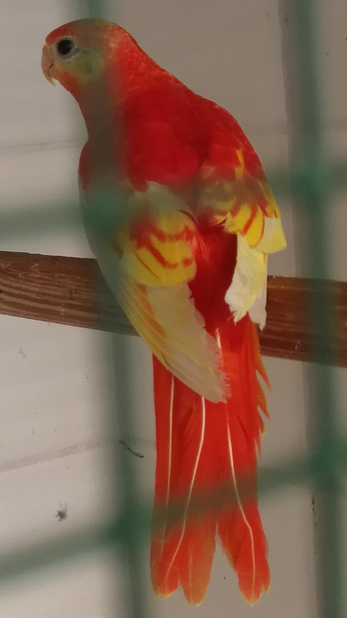 WoW 🧡 สีโครตพีค แสบสันสุดๆ... - K&S Parrots, Parakeets Farm