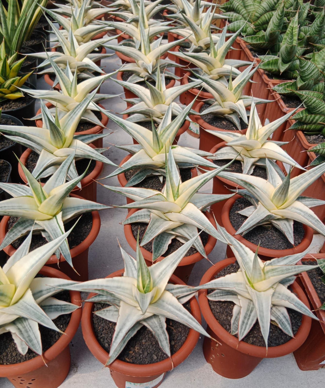 Free Sansevieria Snow White for a good home