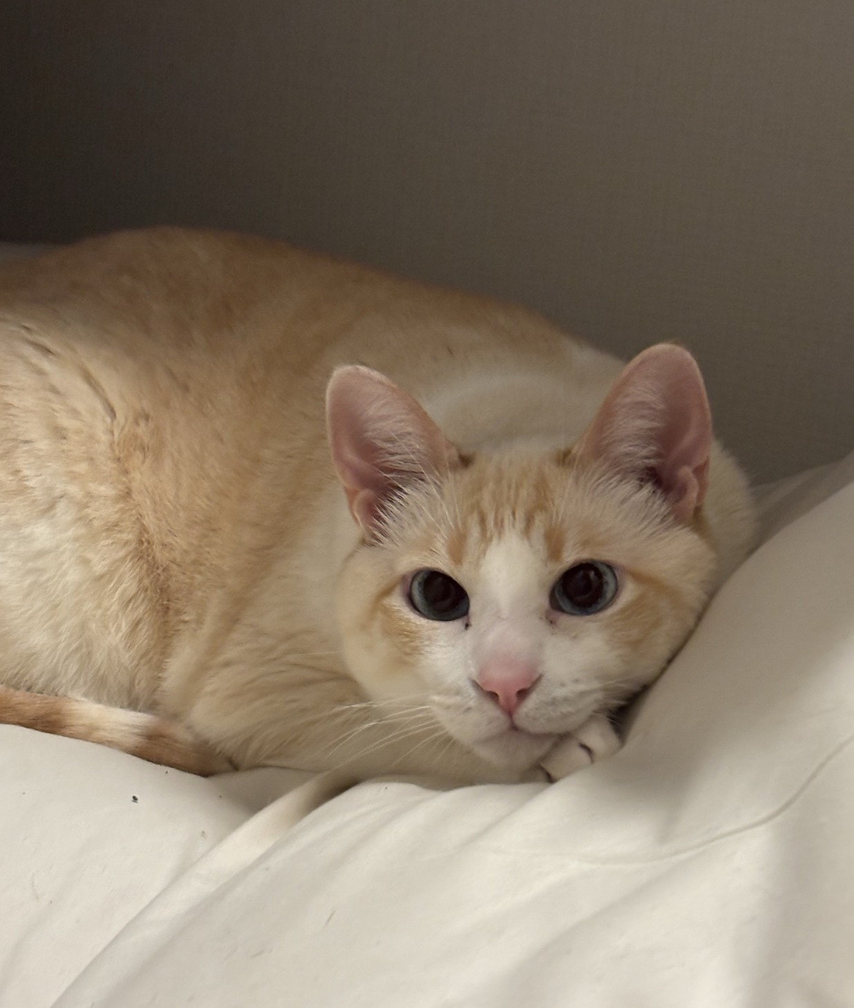 How to reduce cat fur in Japan apartments without a dryer?