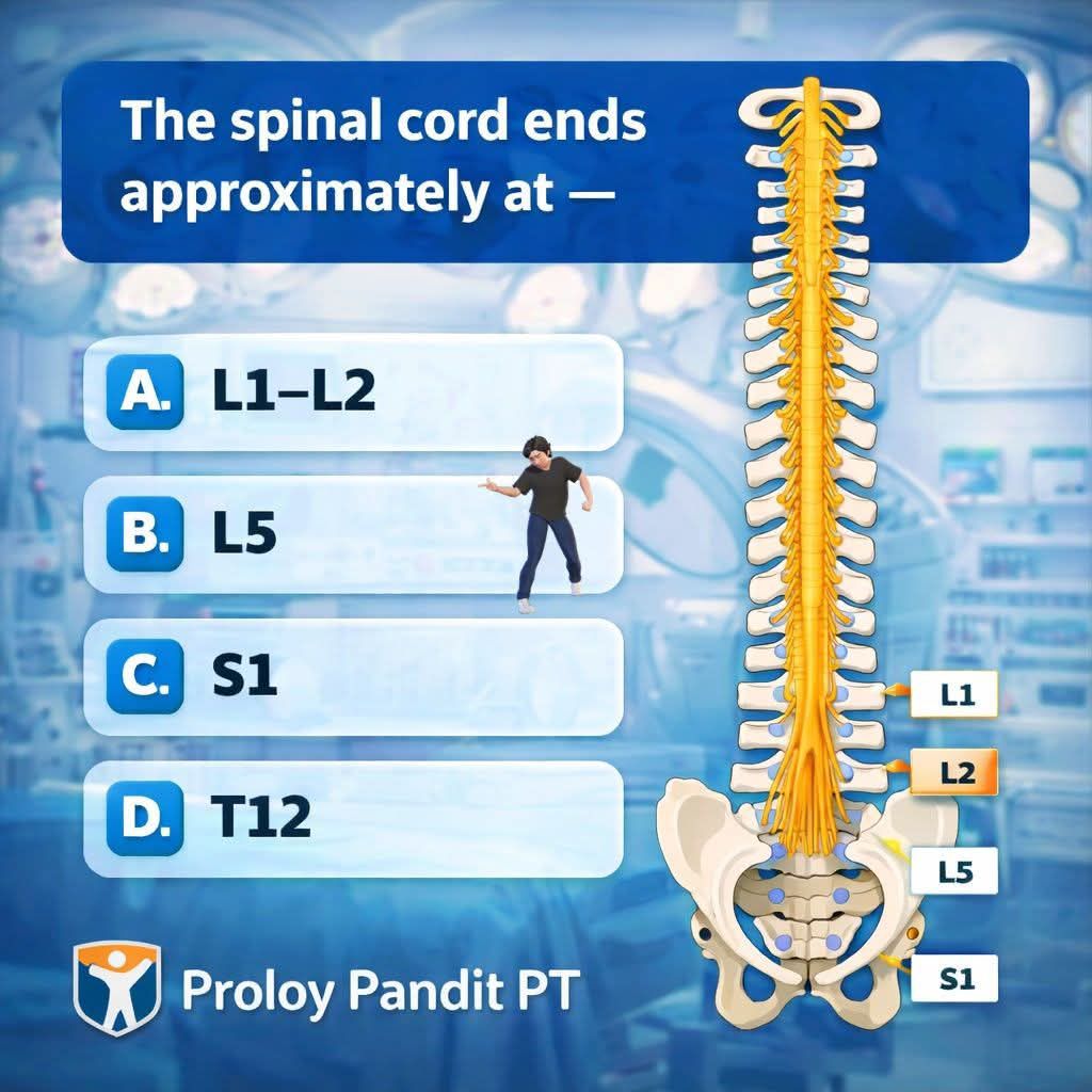 Human Anatomy Group | Spinal cord. #MedicalEducation #MedicalMCQ | Facebook