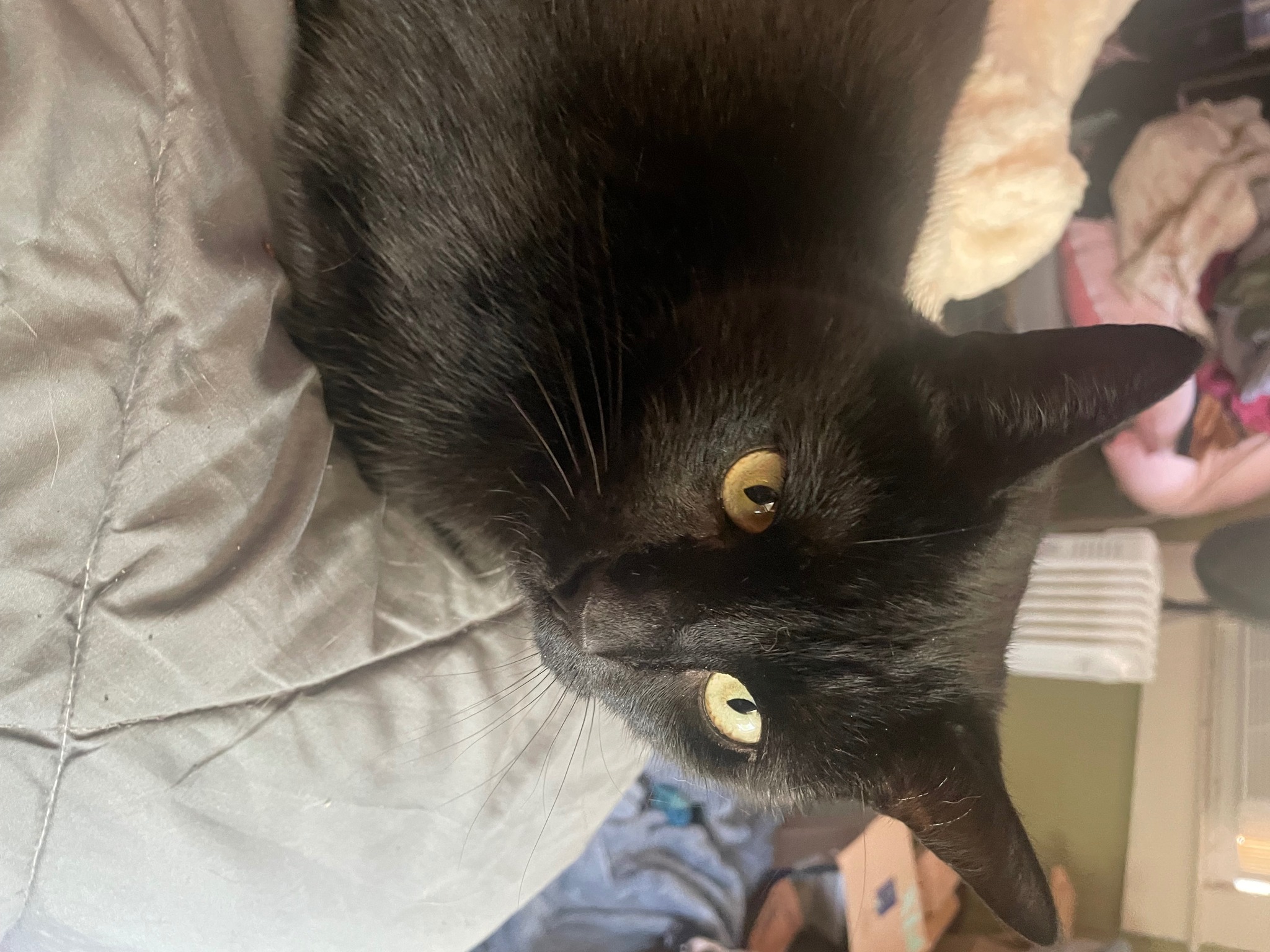 black★cat Lorcan the lost black cat in 21206 zip code has been found
