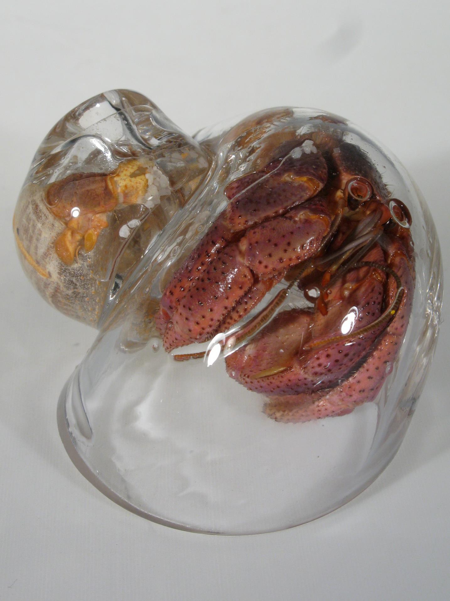 Glass Hermit Crab Shells added... - Glass Hermit Crab Shells