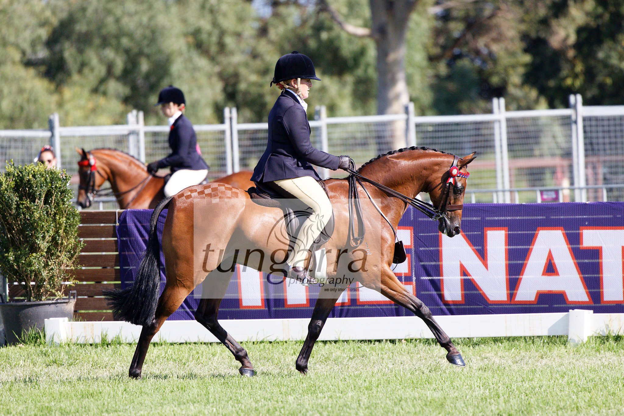 Tungarra Stud & Photography