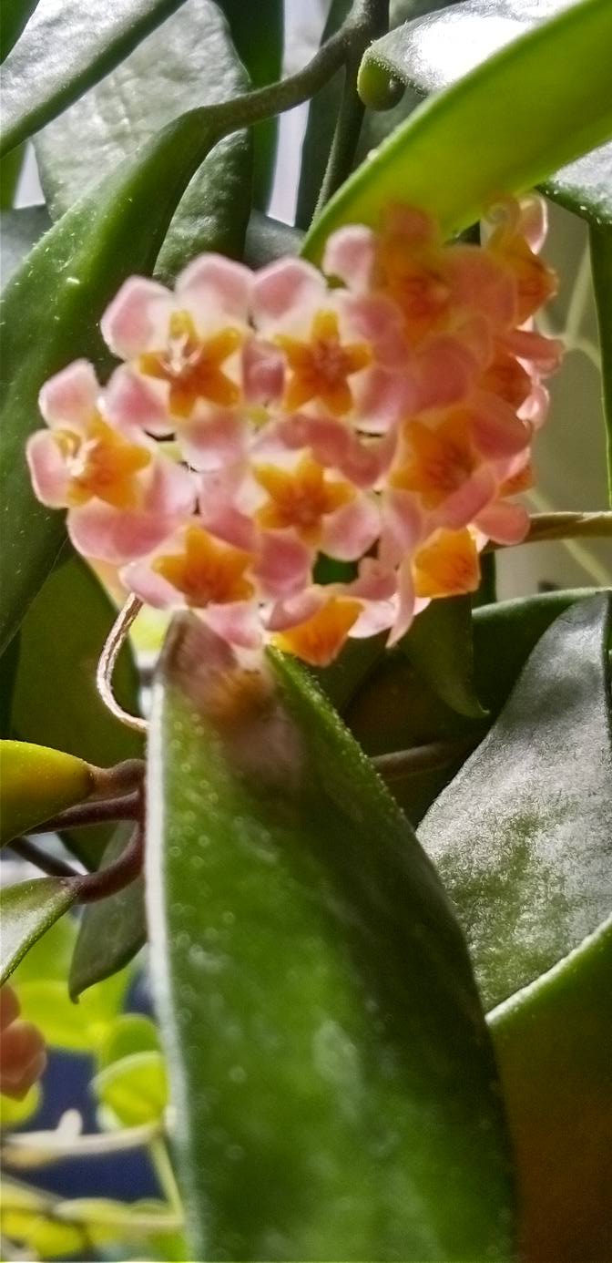 狭い花壇で巨大化した七福神を大きな鉢に植え替えました。 前に外した