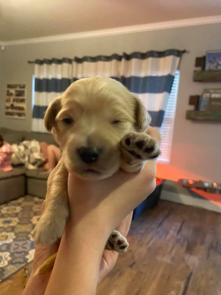 The puppies are starting to... - Phoenix Sheepadoodle puppies