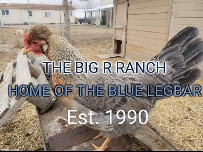 The Big R Ranch - PENDING... 2 Legbar Pullets, hatched...