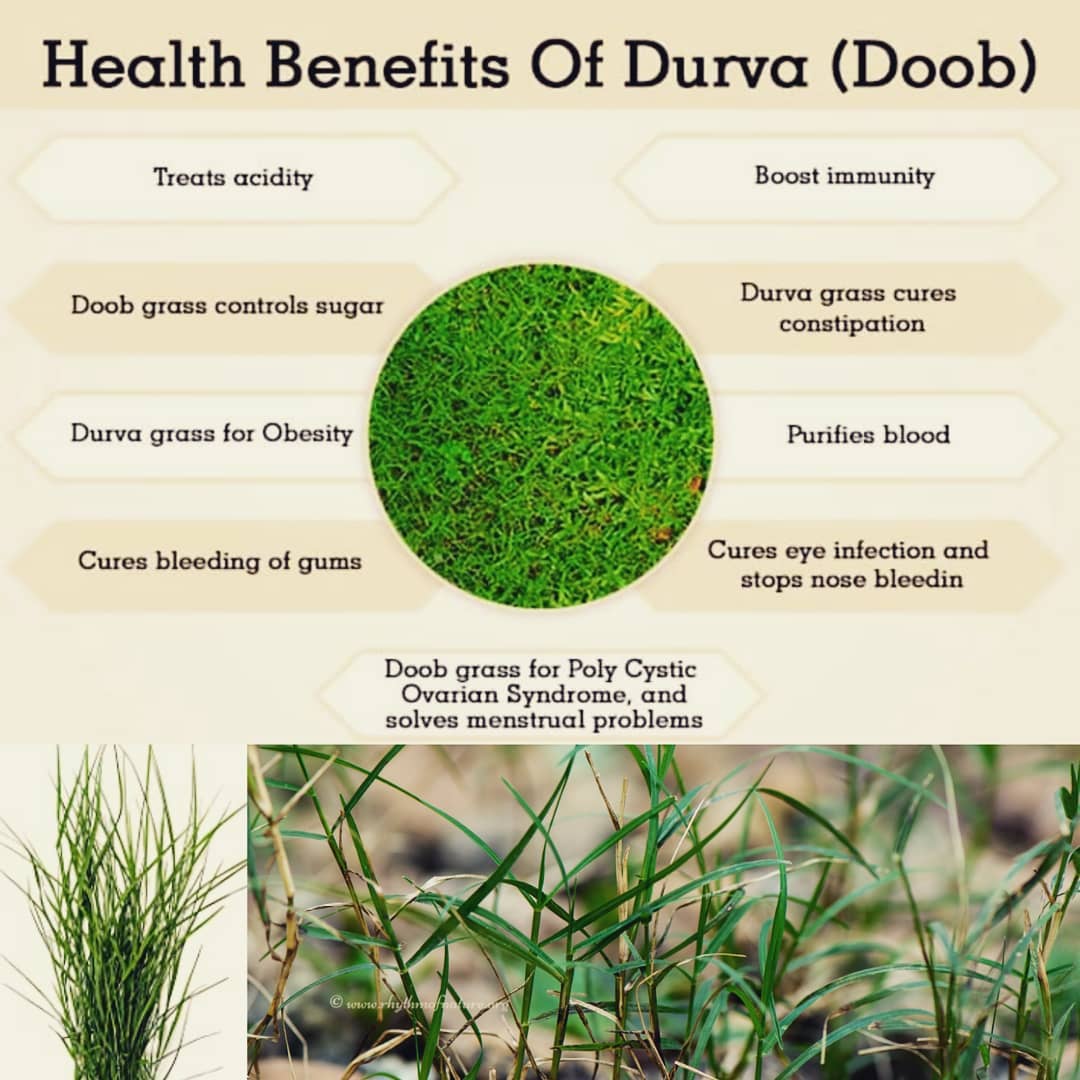 Universal Tree Health Clinic - Cynondon dactylon aka durva grass, doob ...