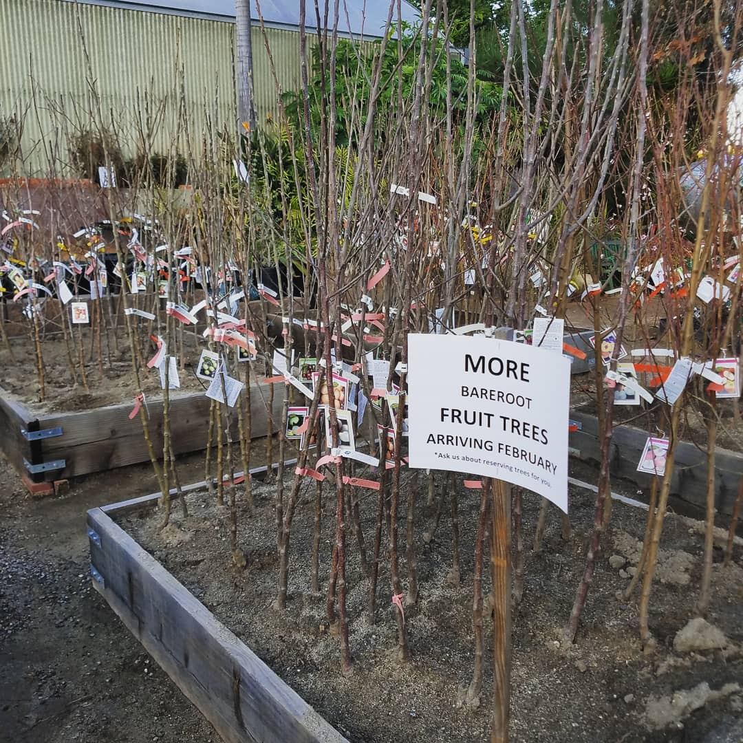 El Plantio Nursery & Landscaping - The bare root fruit trees are ...