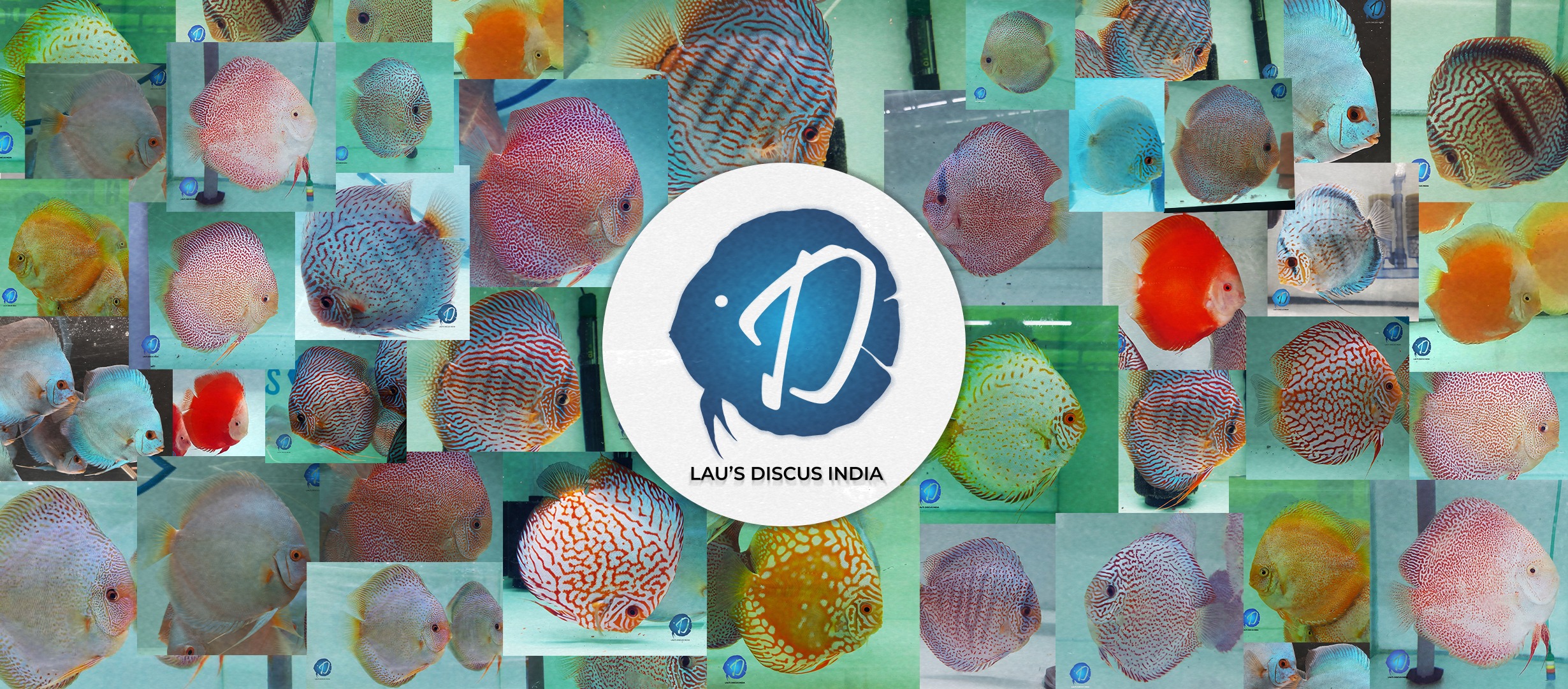 Lau's Discus India | Coimbatore