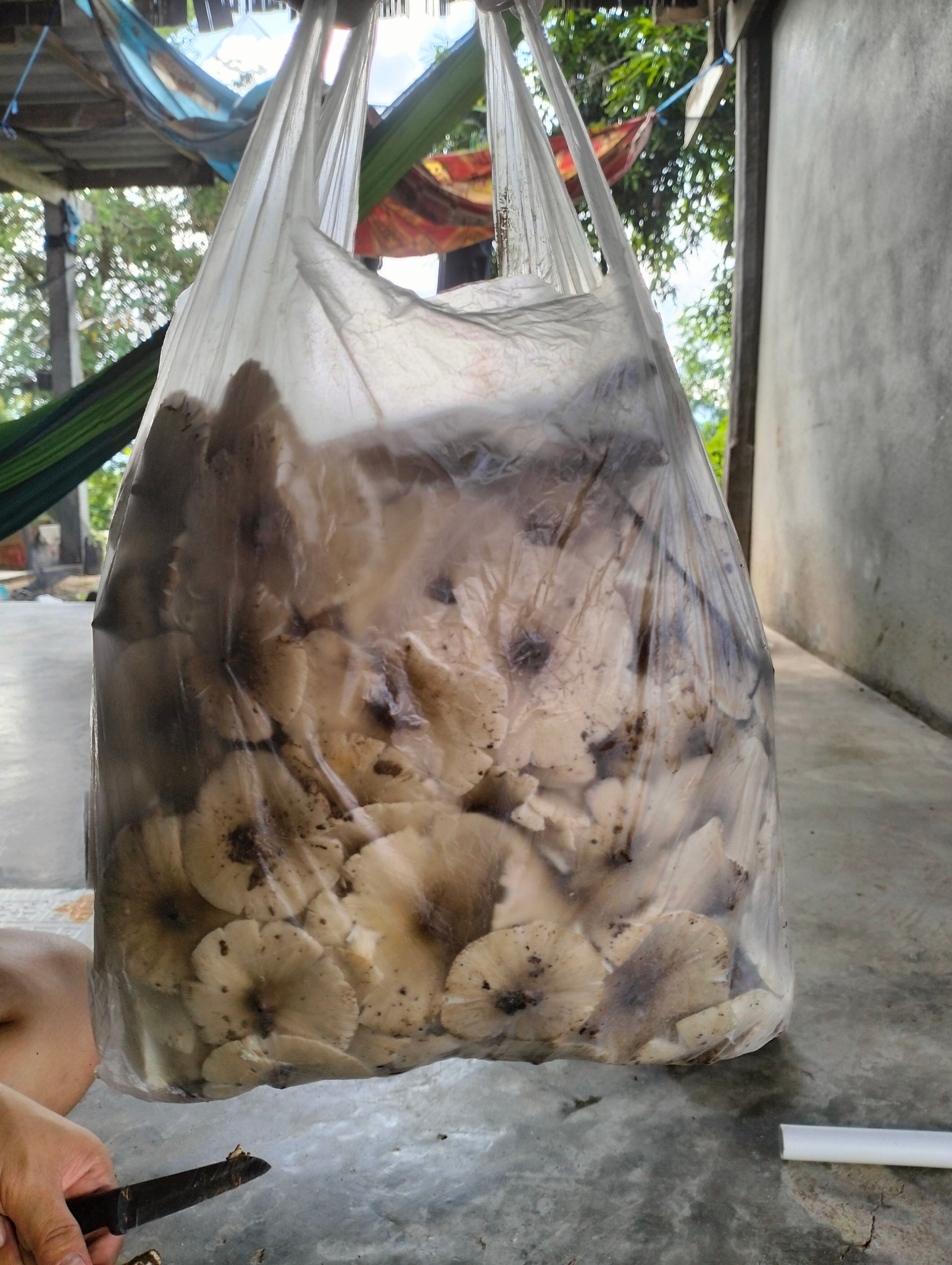 Rungarun Saisuwan