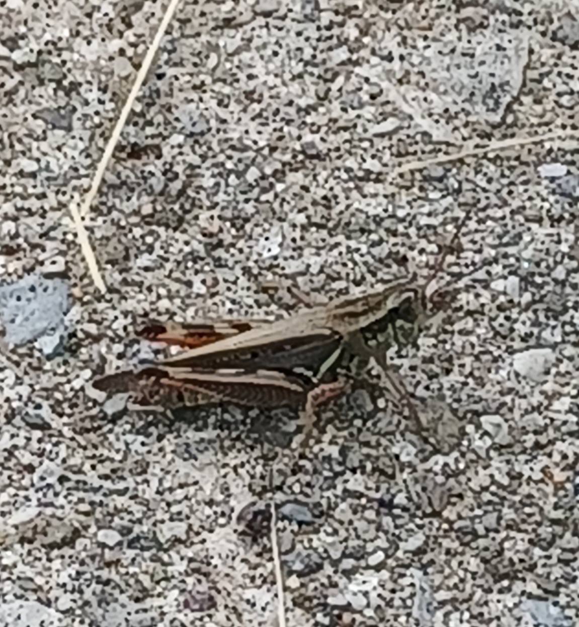 A cool grasshopper. Photographed on Murphy Dome here in the