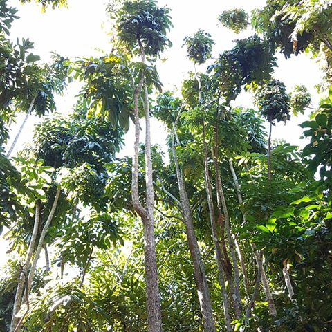 Introduction to growing native foods in the Northern Rivers