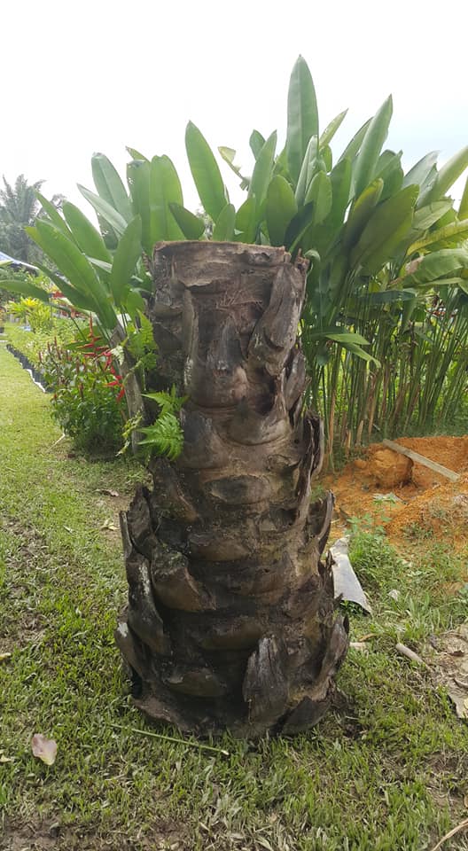 Rumpun Rimbun Flowers and Resources | Kuala Lumpur