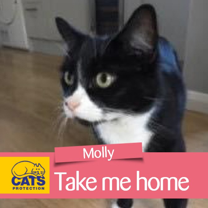 BlackCat... Bracknell & Wokingham Districts Cats Protection