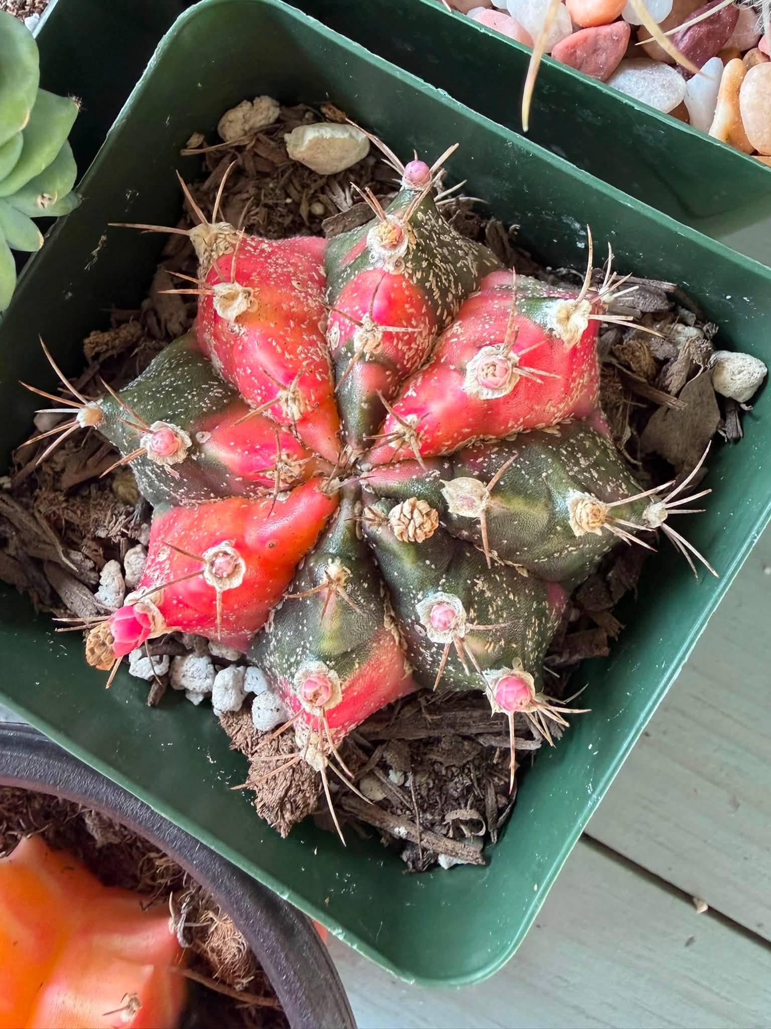 cactus