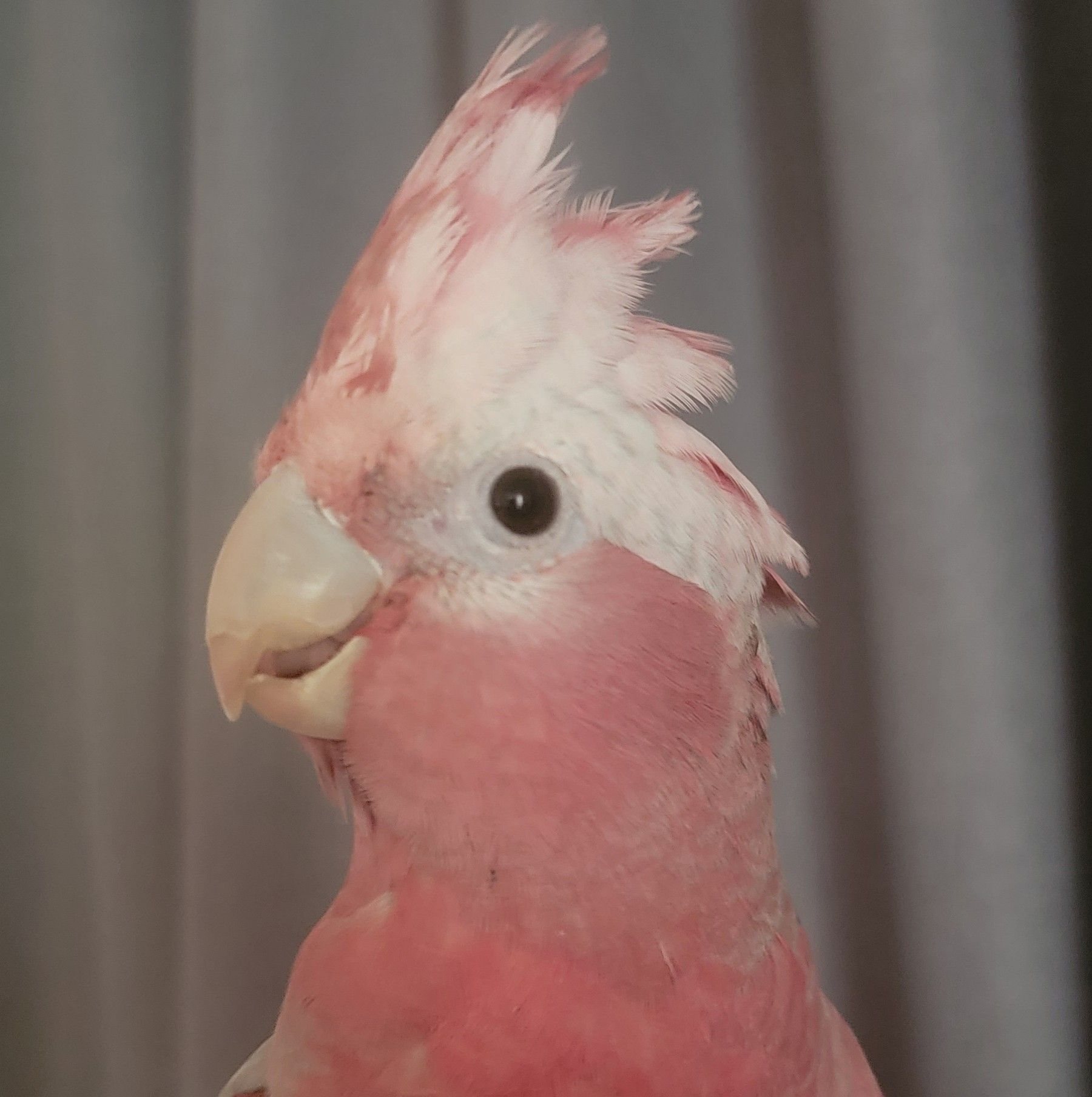 Australian Galah Owners | **Biting behavior in a 6-month-old female ...