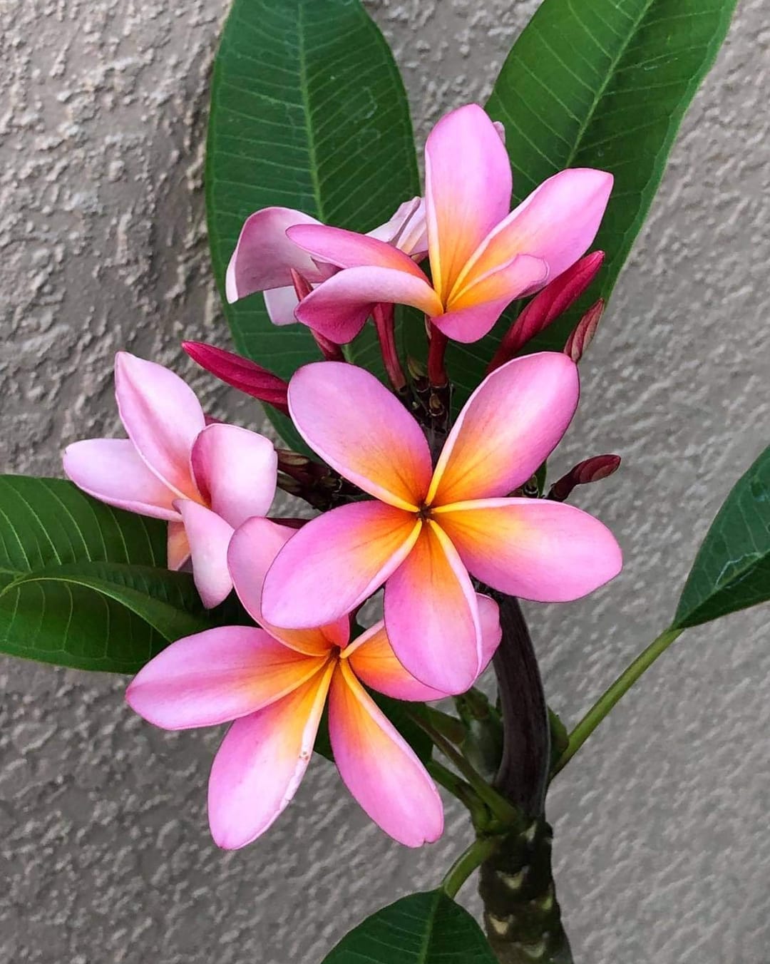 観葉植物 カリフォルニアサリー ピンクのプルメリア