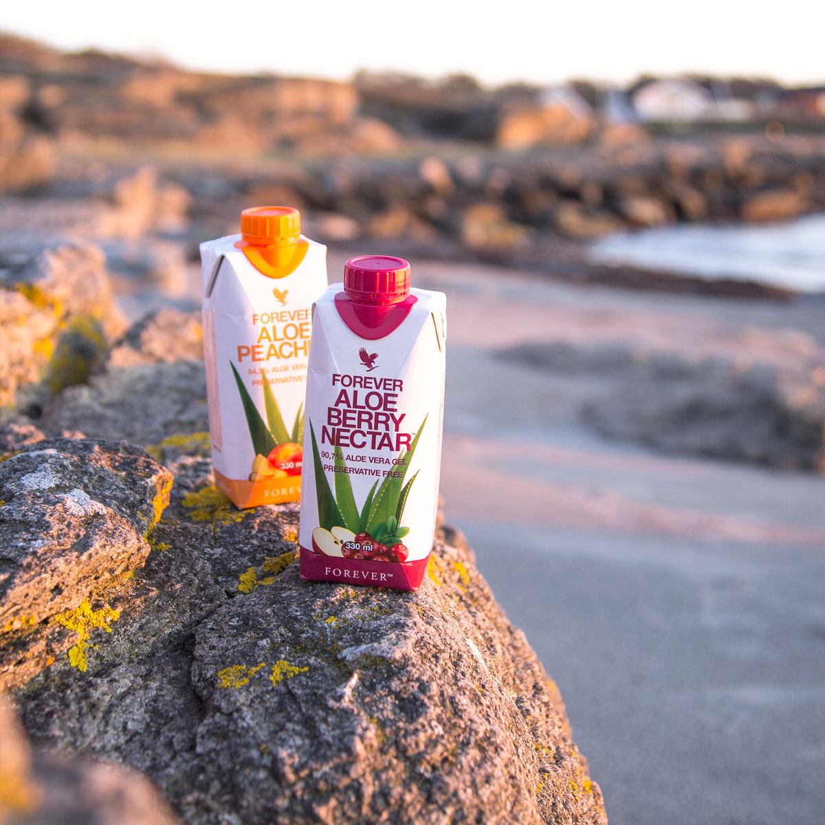 Forever - Have you seen these little beauties? Our lovely Aloe 