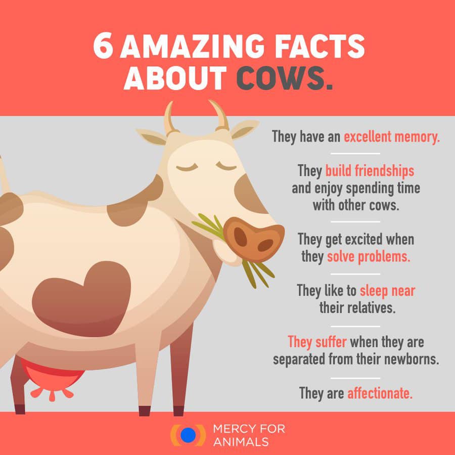 Did any of these cow facts... - Fans of Animal Rights