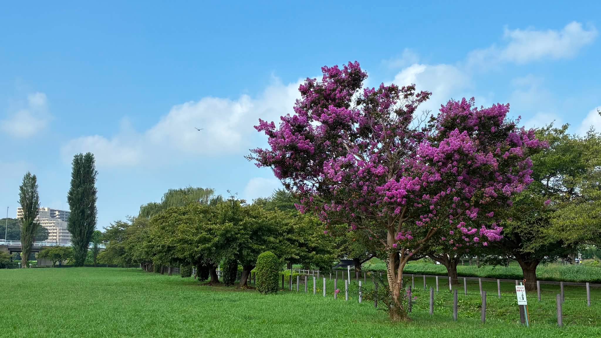 大 堀川 防災 レクリエーション 公園