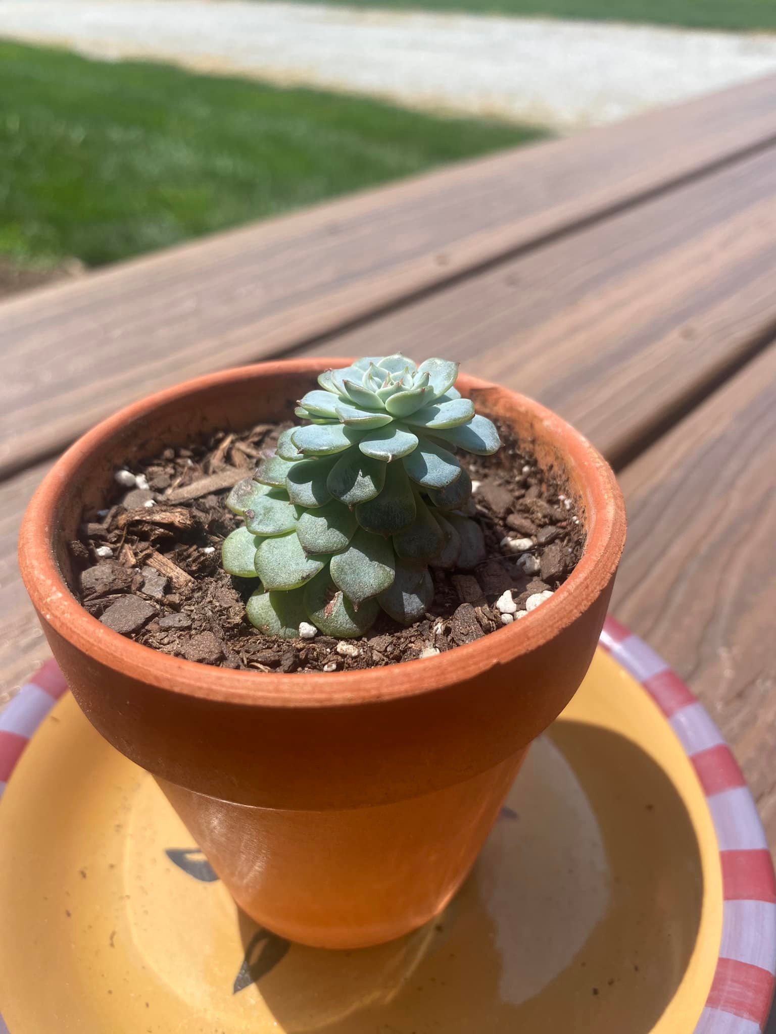 Why is my echeveria growing crooked?