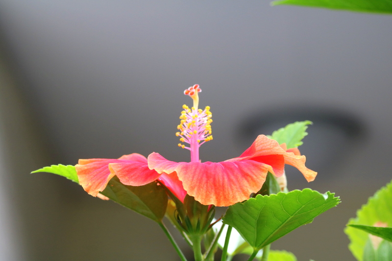 お花っていいね倶楽部 ** クロス投稿しています。 一日暑くて