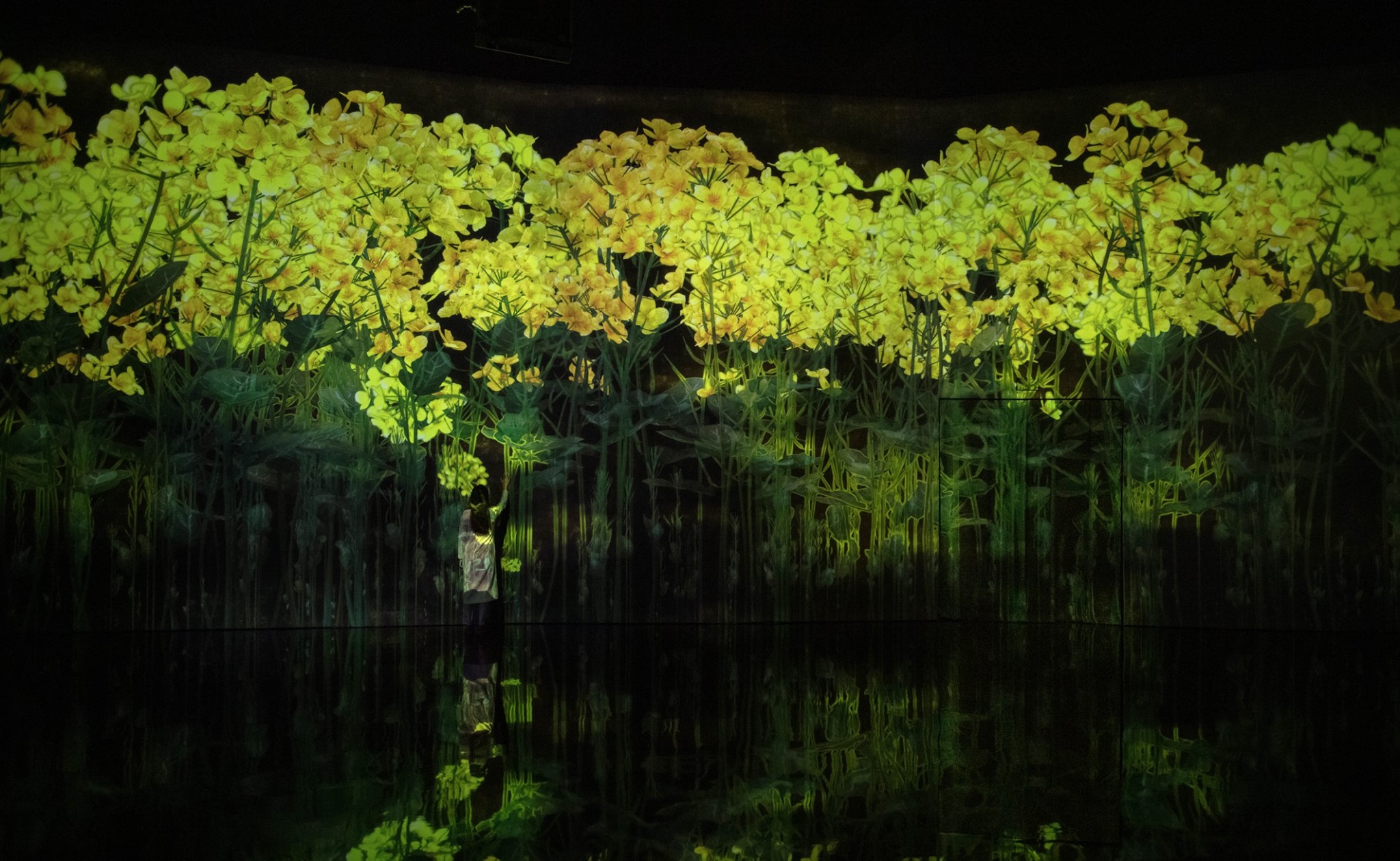 teamLab / チームラボ - teamLab’s permanent exhibition “FUTURE... | Facebook