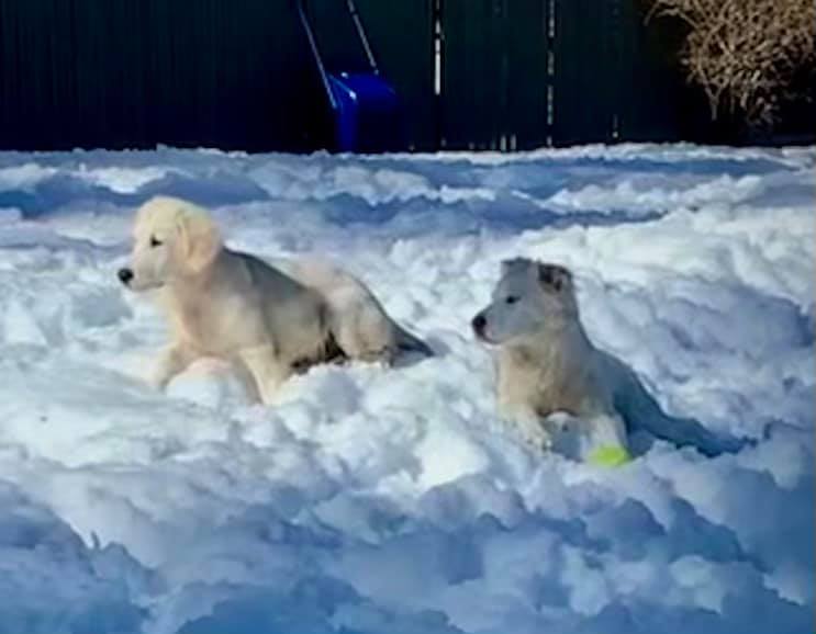 Ramson Kennel - Can you spot the white dogs? 😉😂🐾 | Facebook