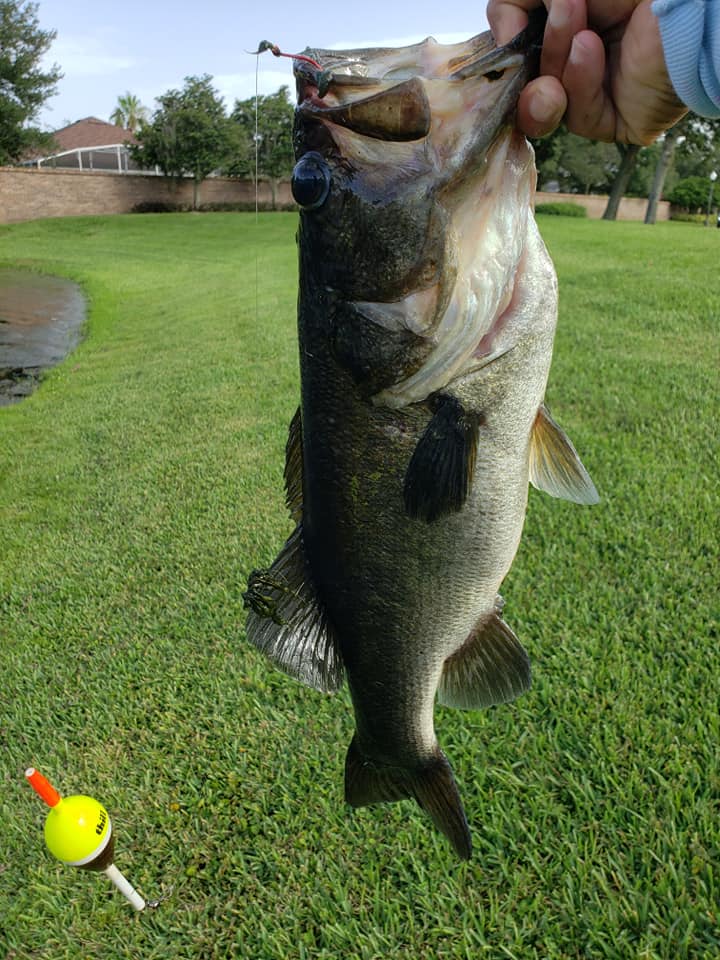 bass fishing with cast net Humpback How To Throw A Cast