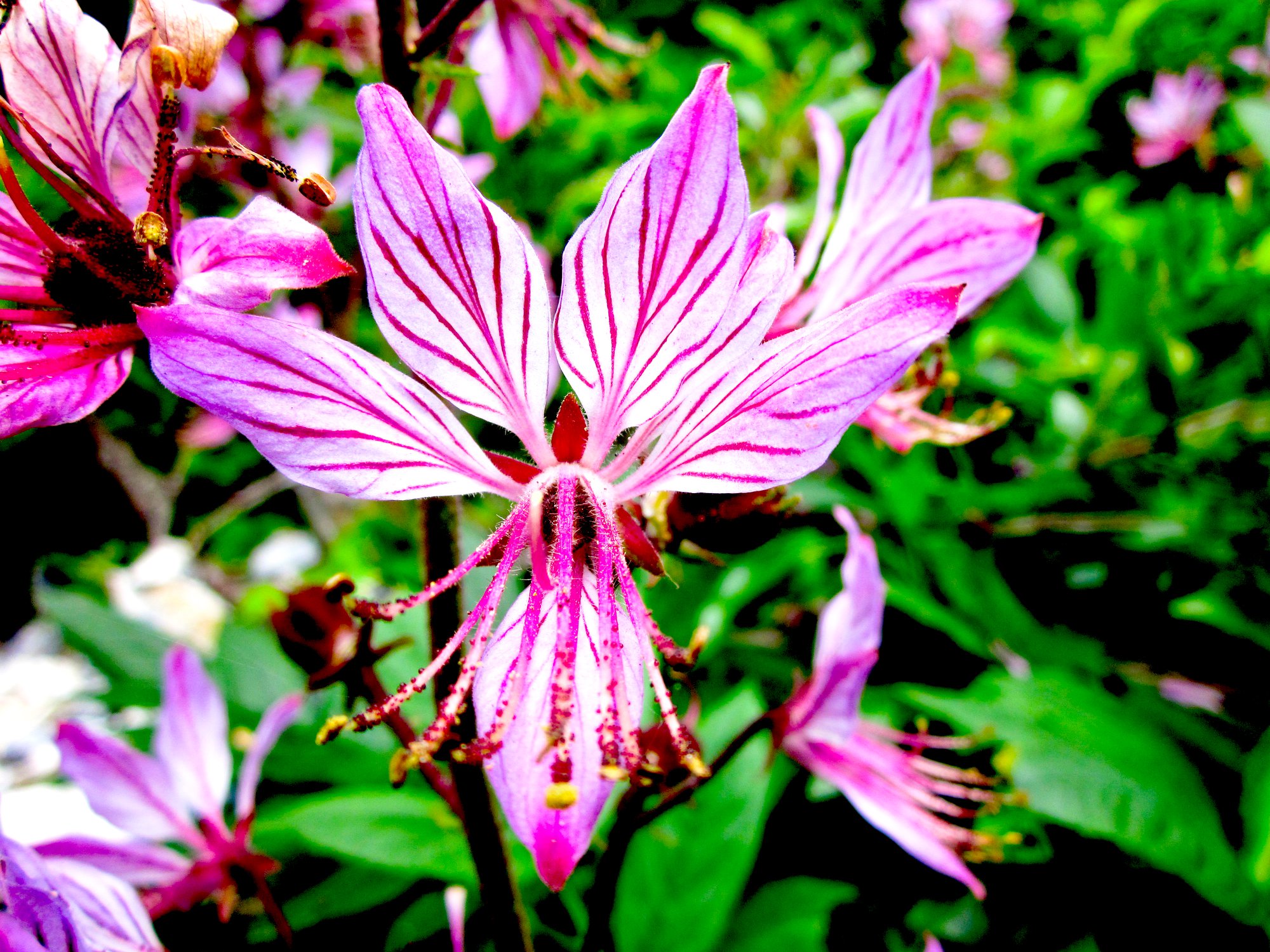 The Spontaneously Combusting... - The Ethnobotanical Explorer | Facebook